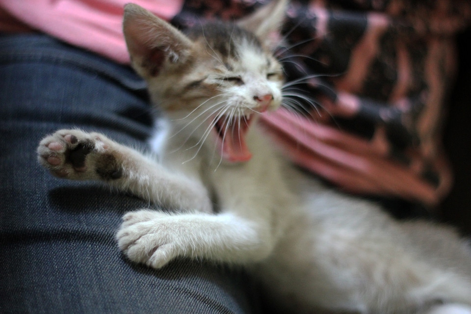 Kitty Funny Mouth Open