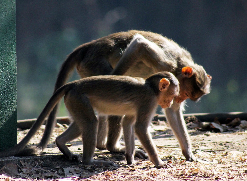 Monkey Mother Child