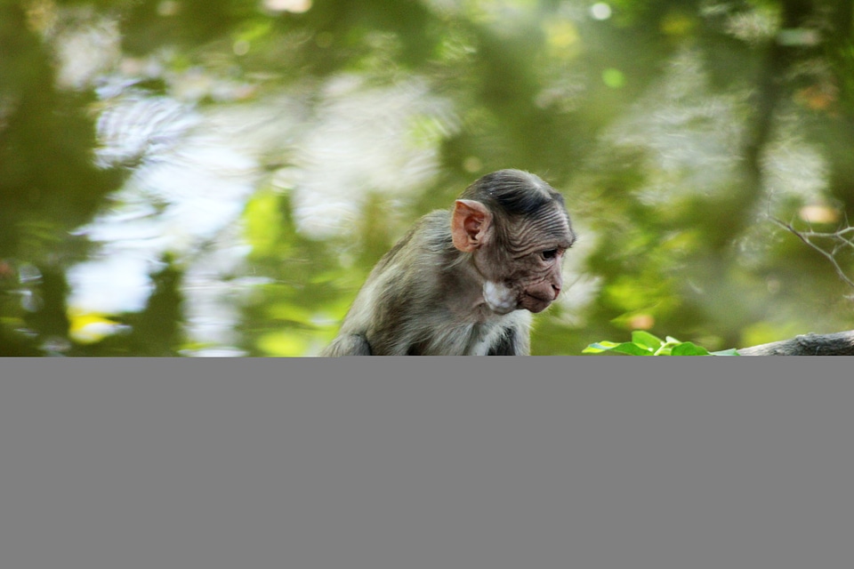 Monkey Looking Down Branch Sitting
