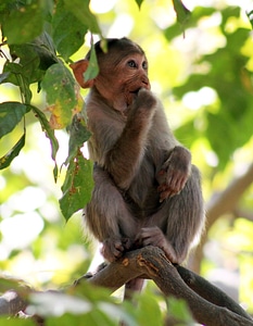 Monkey Thinking Branch photo