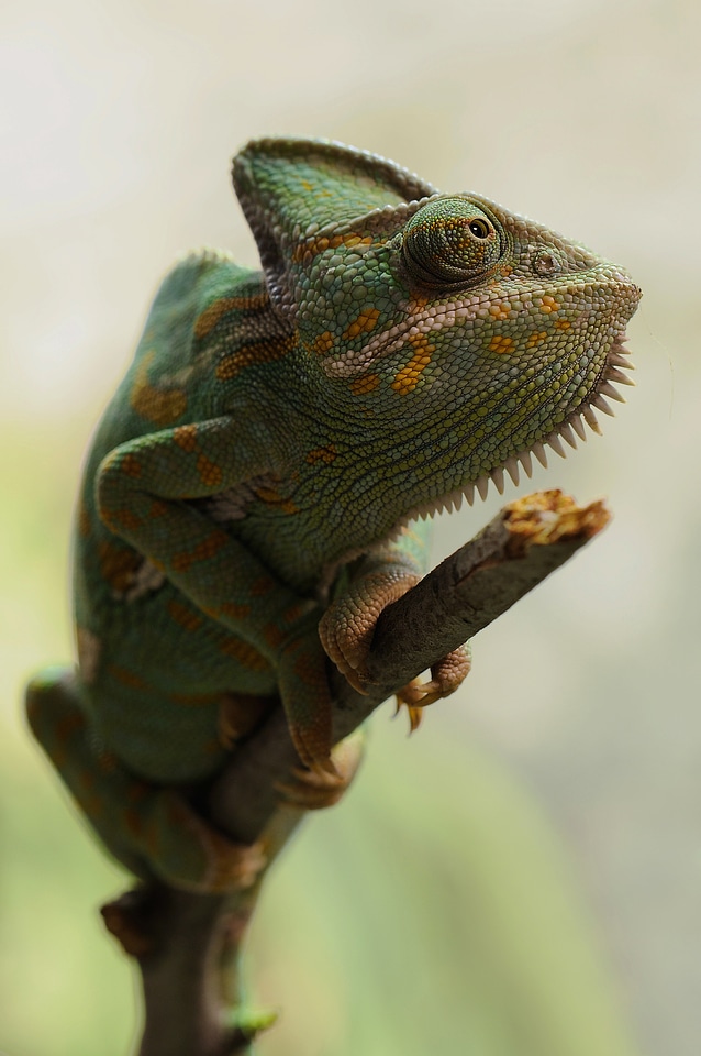 Reptile green animal photo