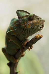 Reptile green animal photo