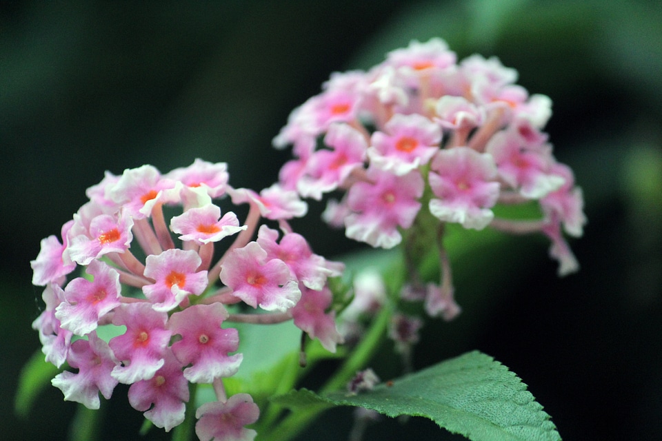 Beautiful Flower Bunch