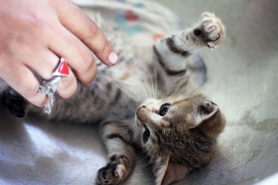 Tickling Kitten Cute