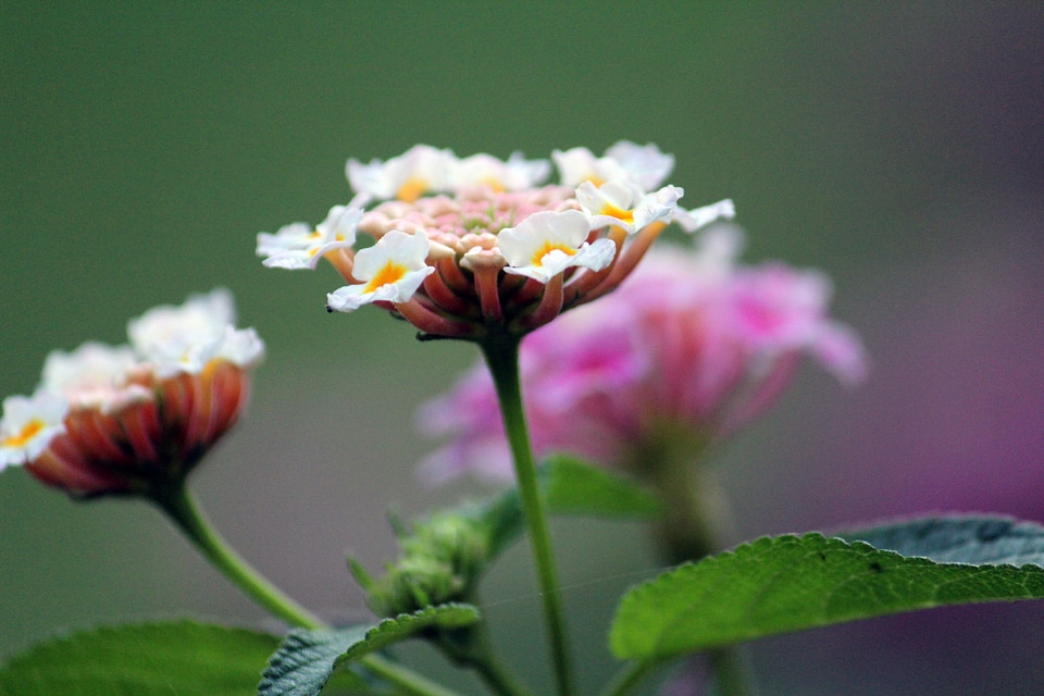 Beautiful Flowers Bunches