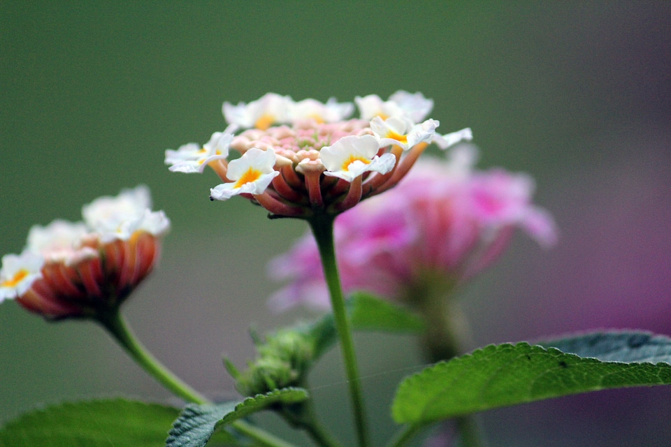 Beautiful Flowers Bunches photo