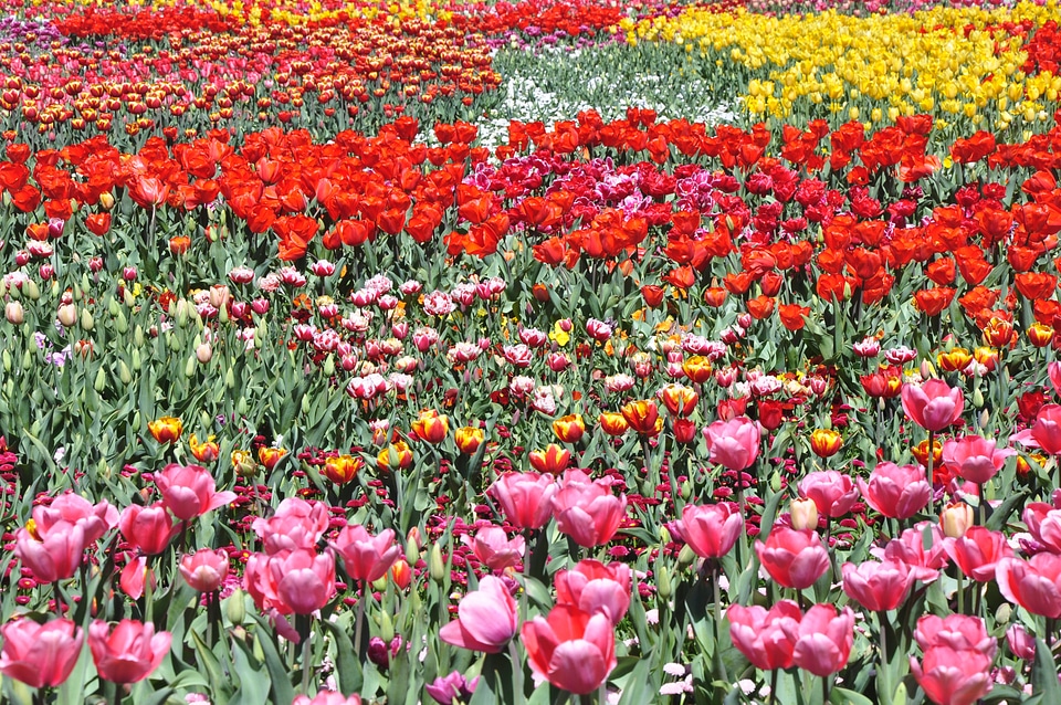 Floral blossom bloom