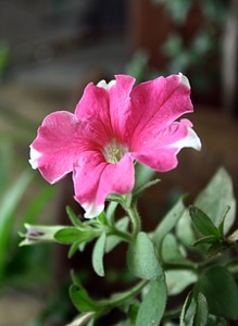 Beautiful Pink Flower
