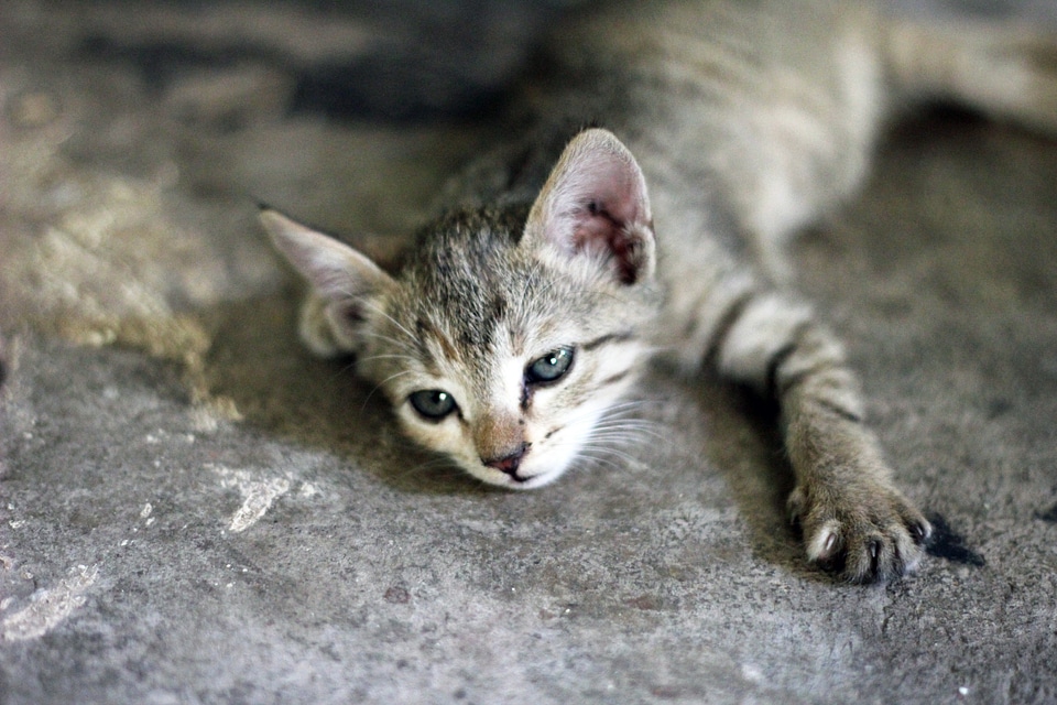 Cute Lovely Kitten