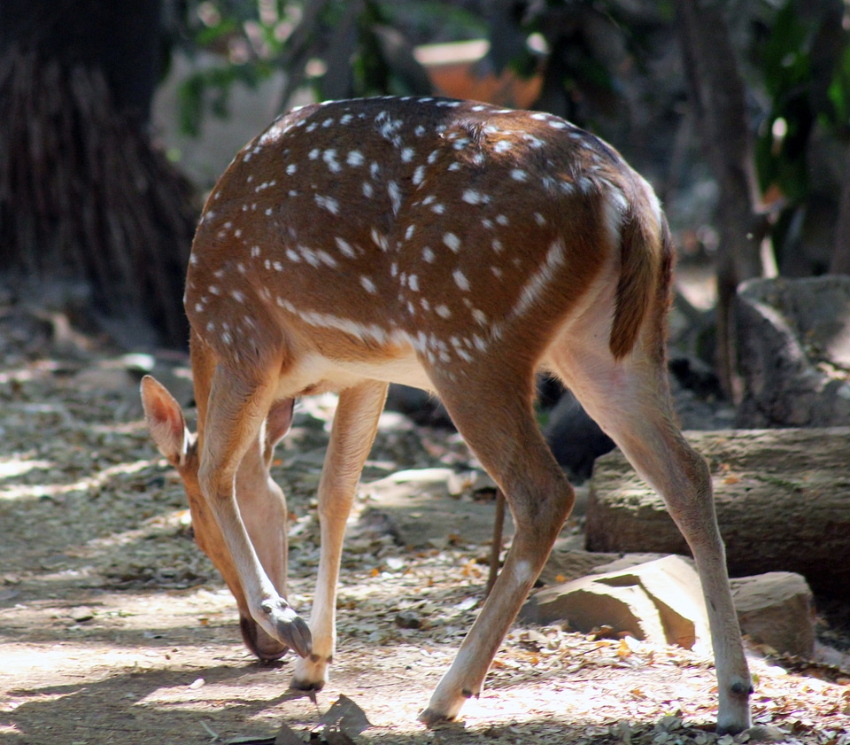 Deer In National Park