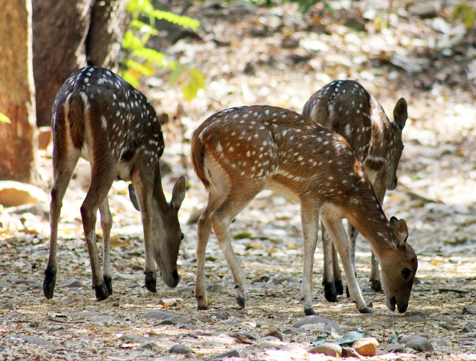 Deers National Park