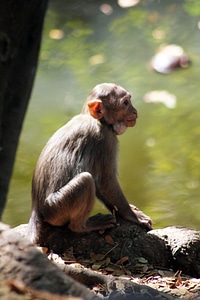 Monkey On Ground photo