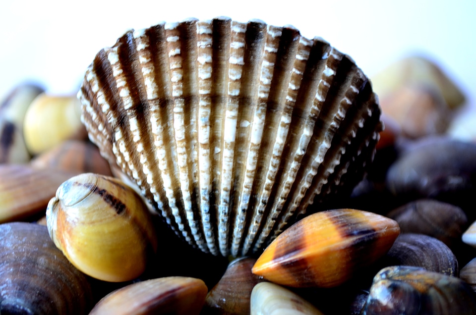 Big Shell Beautiful