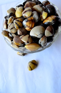 Sea Shells Bowl 2 photo
