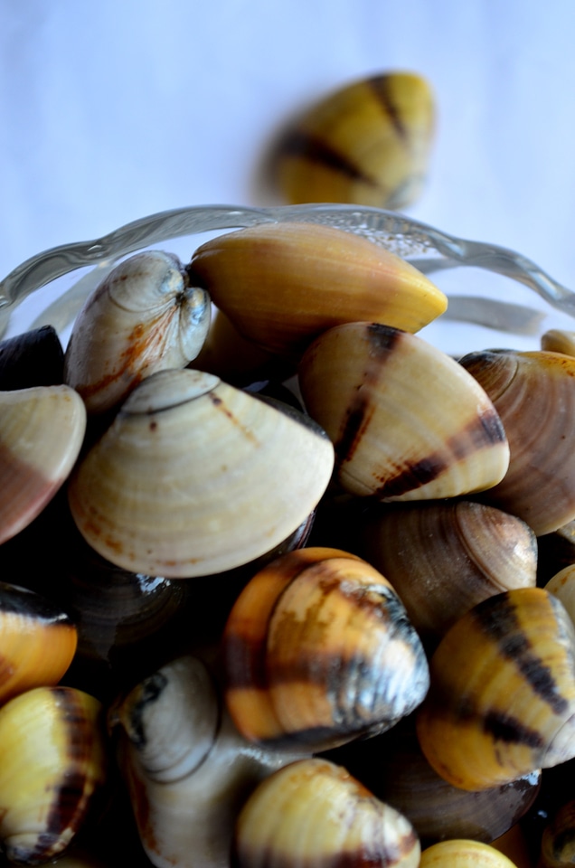 Sea Shells Bowl