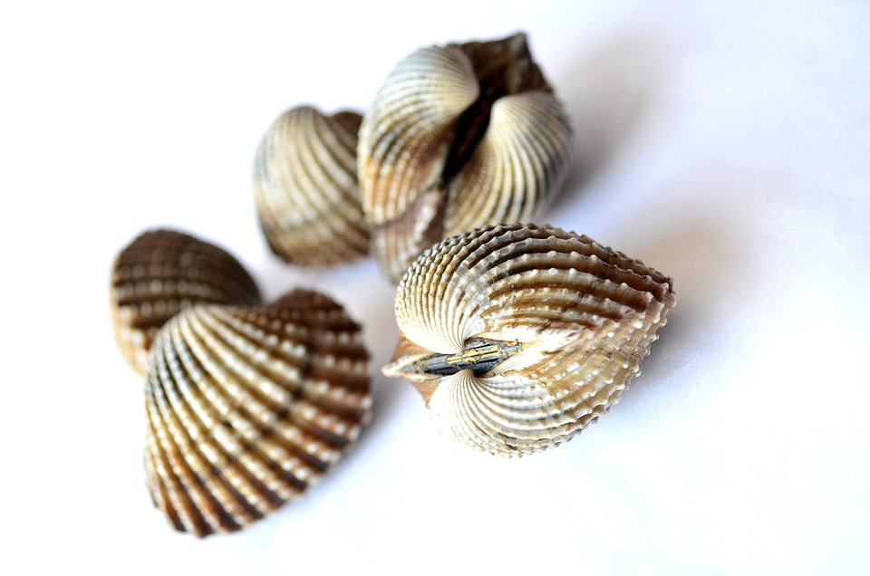 Shell