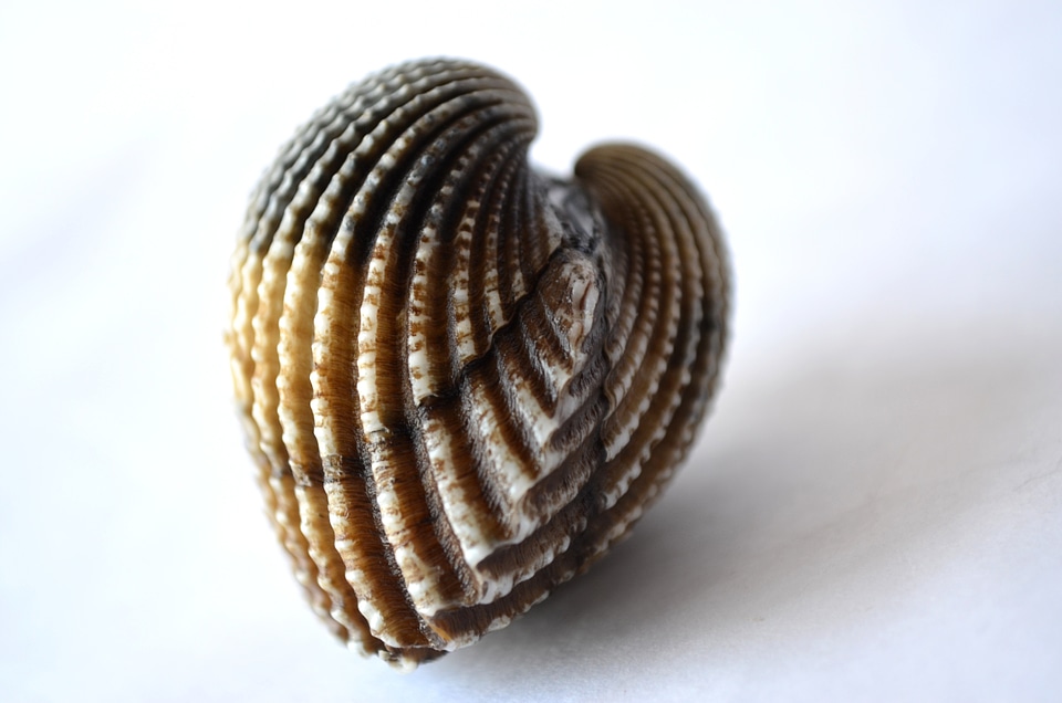 Shells Oyster Shaped