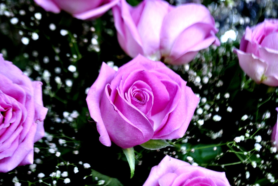 Beautiful Pink Rose