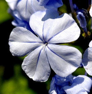 Blue Flower