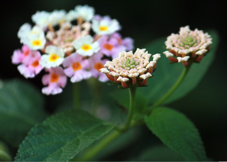 Flower Closeups With Leaves photo