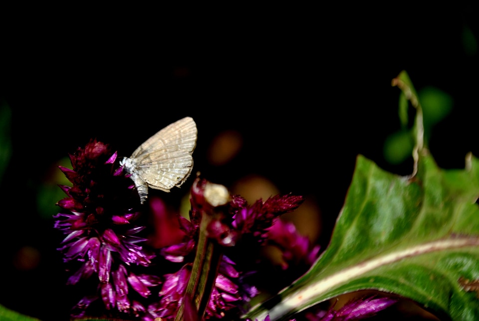 Butterfly On Flower