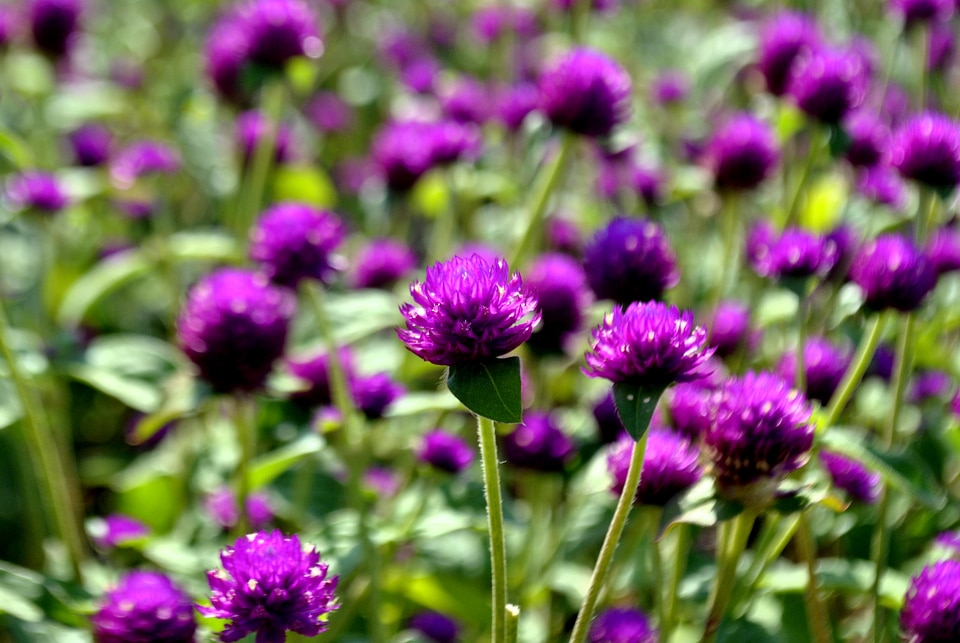 Garden Purple Flowers