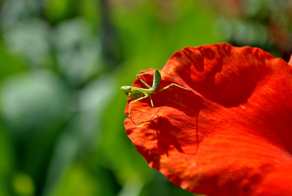 Green Insect On Flower