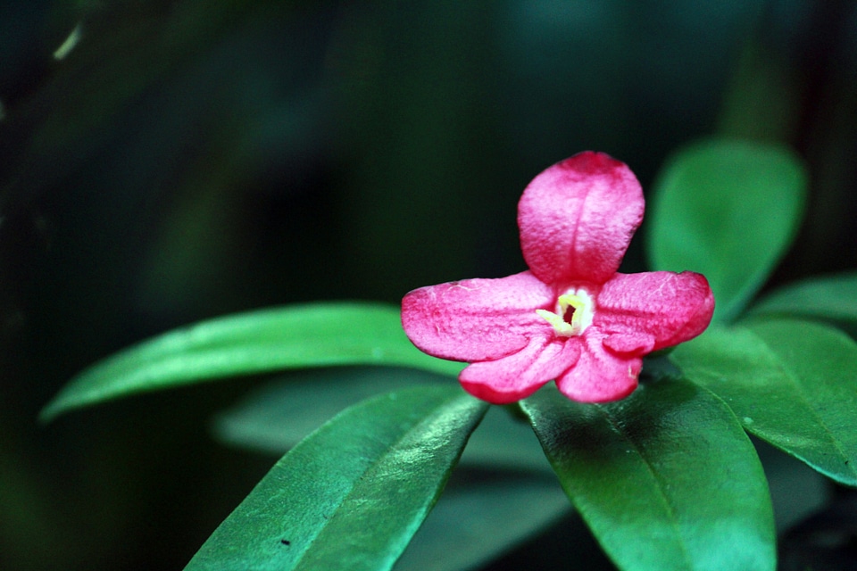 Nice Pink Flower With Leaves