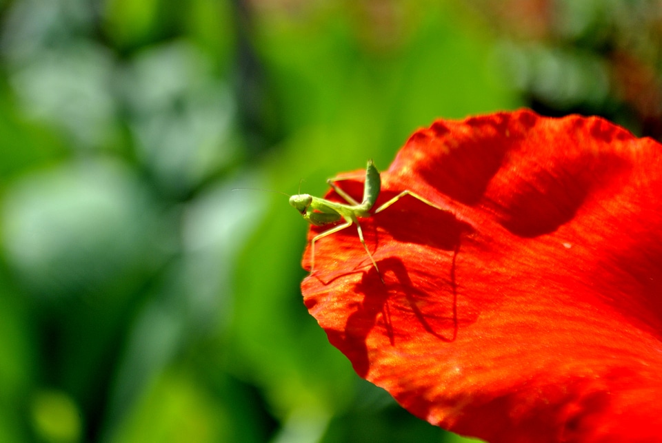 Green Insect Red Flower