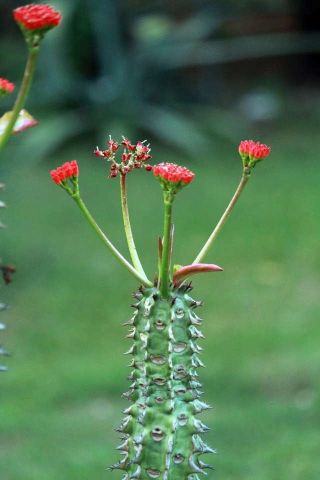 Red Flower On Cactus Like Plant
