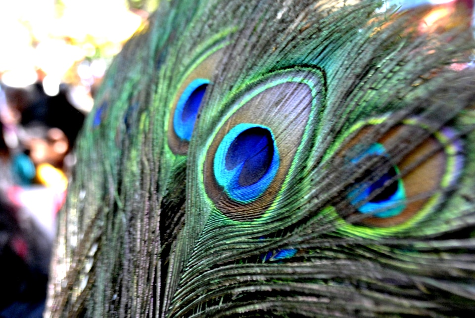 Peacock Feathers