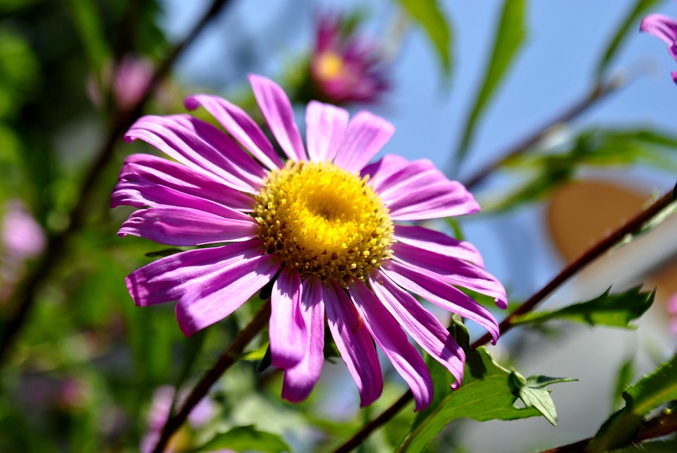 Purple Flower In Sun