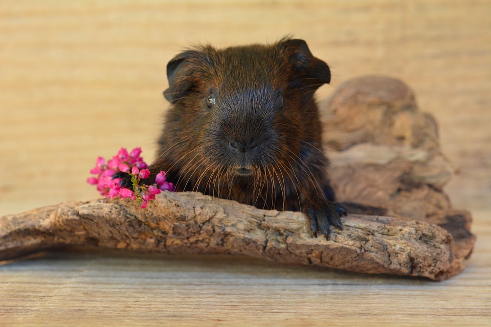 Smooth hair rodent nager