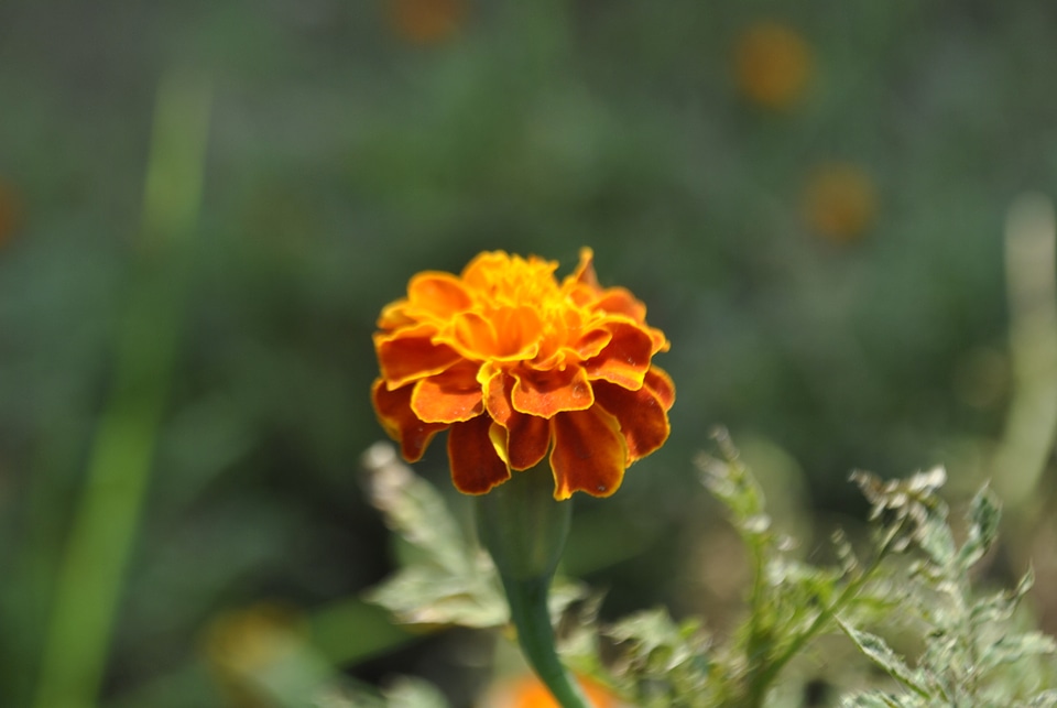 Beautiful Flower