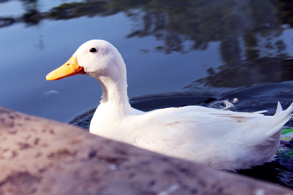 White Duck In Water