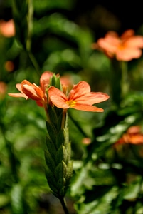 Orange Flowers photo