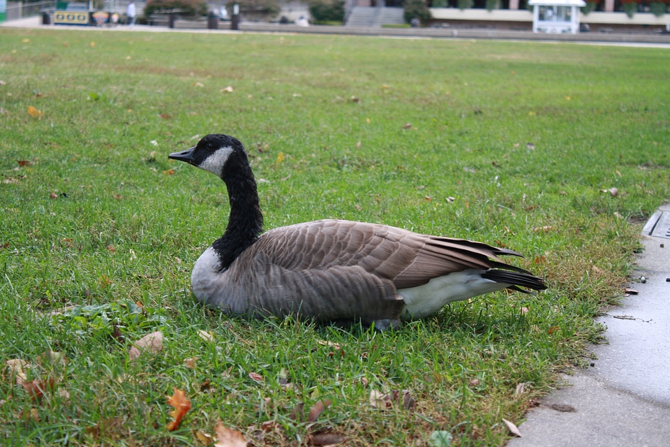 Bird Sitting On Grass