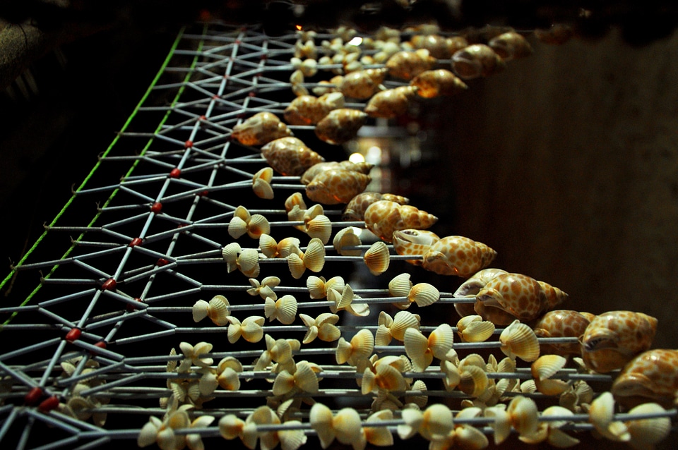 Sea Shells Decoration 2