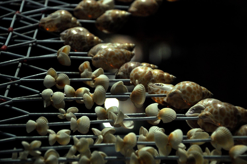 Sea Shells Decoration 3
