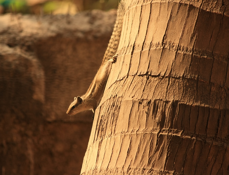 Coconut Tree Squirrel