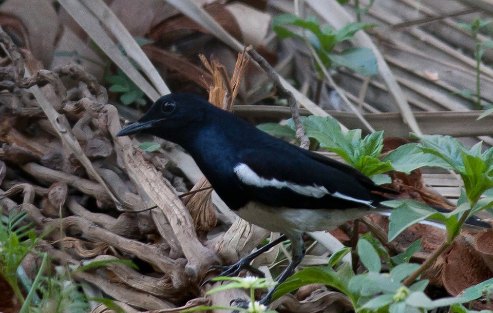Black Bird Good Looking