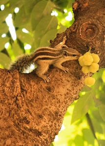 Cute Squirrel Fruit photo