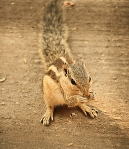 Squirrel Animals photo