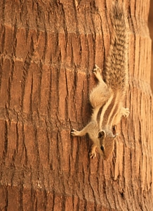 Squirrel Coconut Trunk
