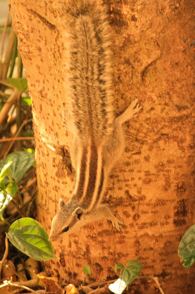 Squirrel Coming Down