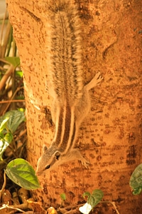 Squirrel Coming Down
