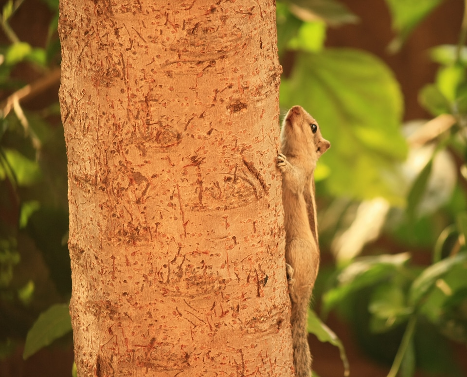 Cute Squirrel Climbing Tree