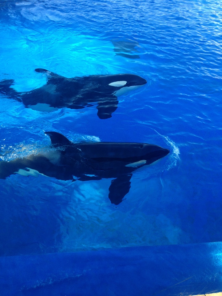 Sea world san diego marine life