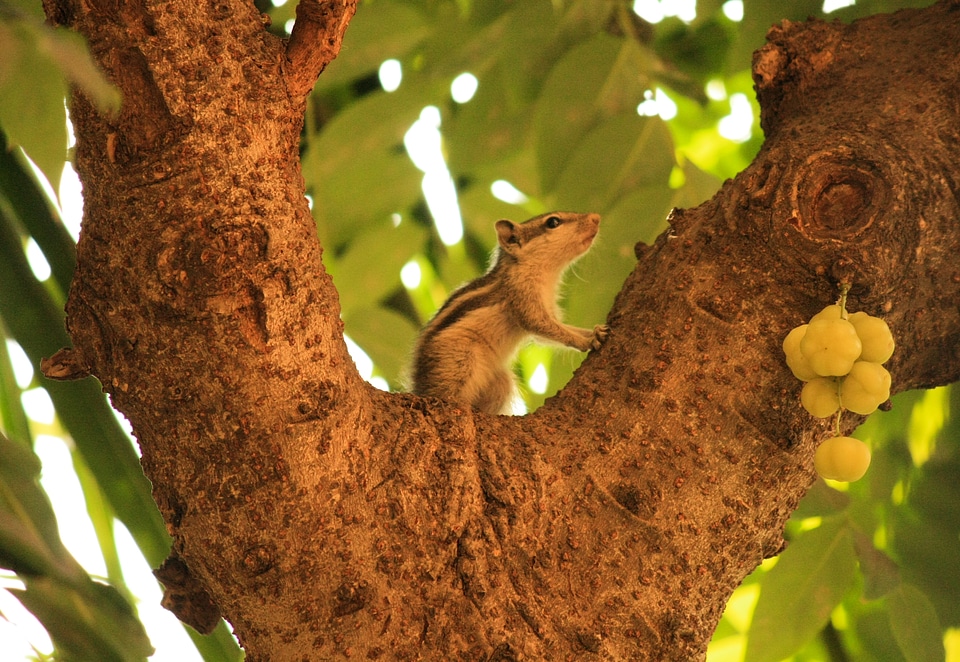 Squirrel Sitting On Tree photo