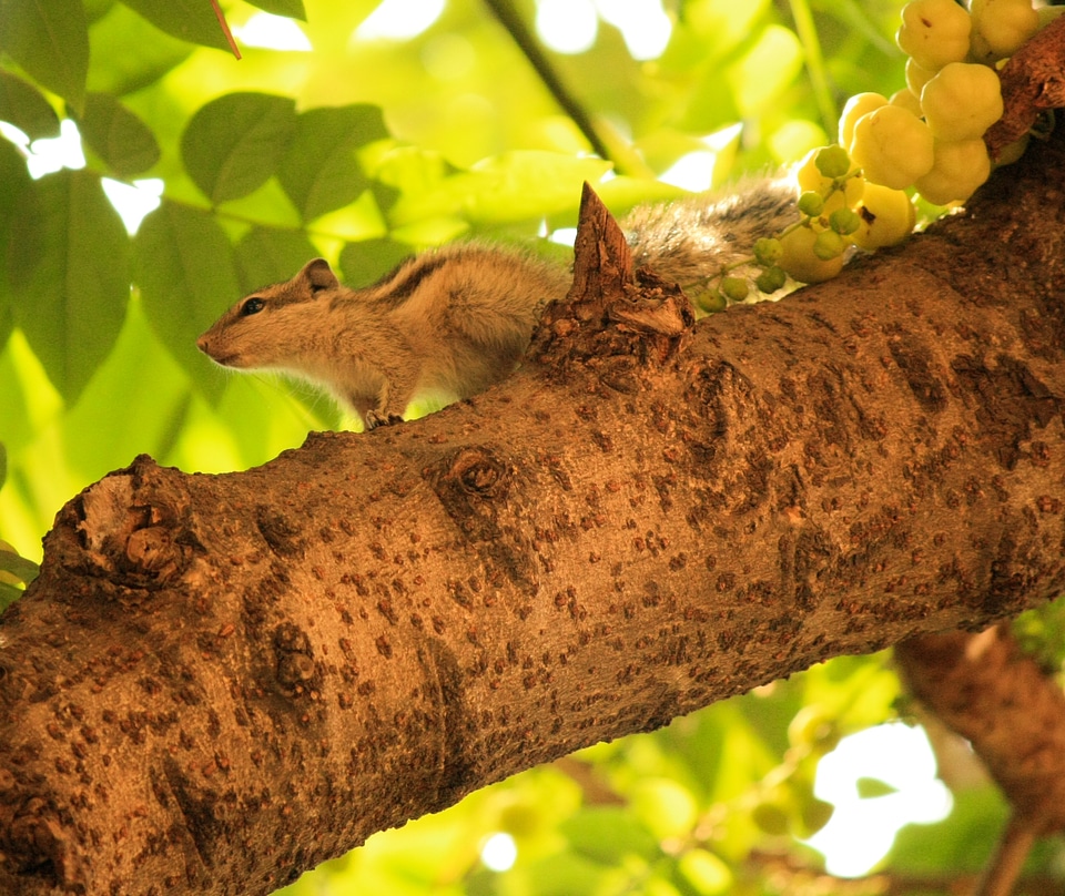 Squirrel Tree Branch photo